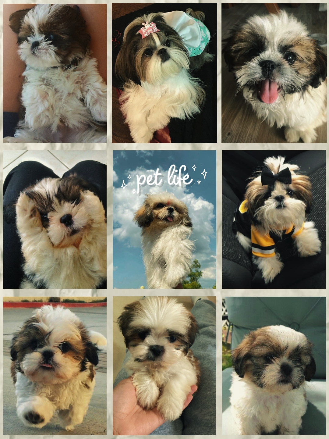 i love pet life