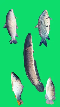 mentahan ikan