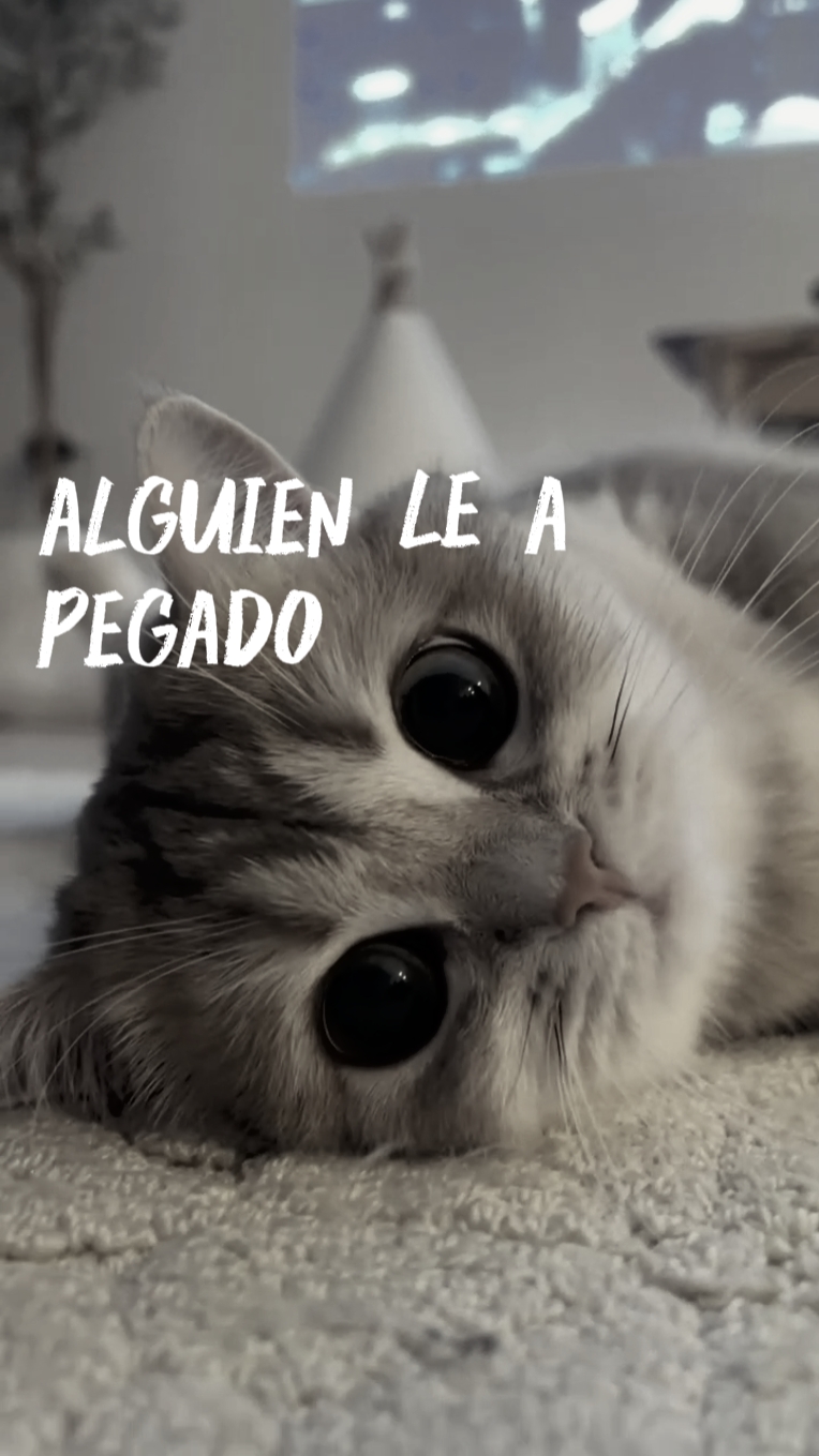 Lovely cat