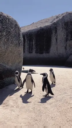Penguin Day