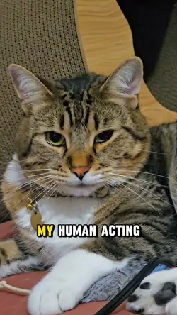 Cairo the cat