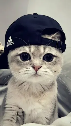 JJ 2 FOTO TREND