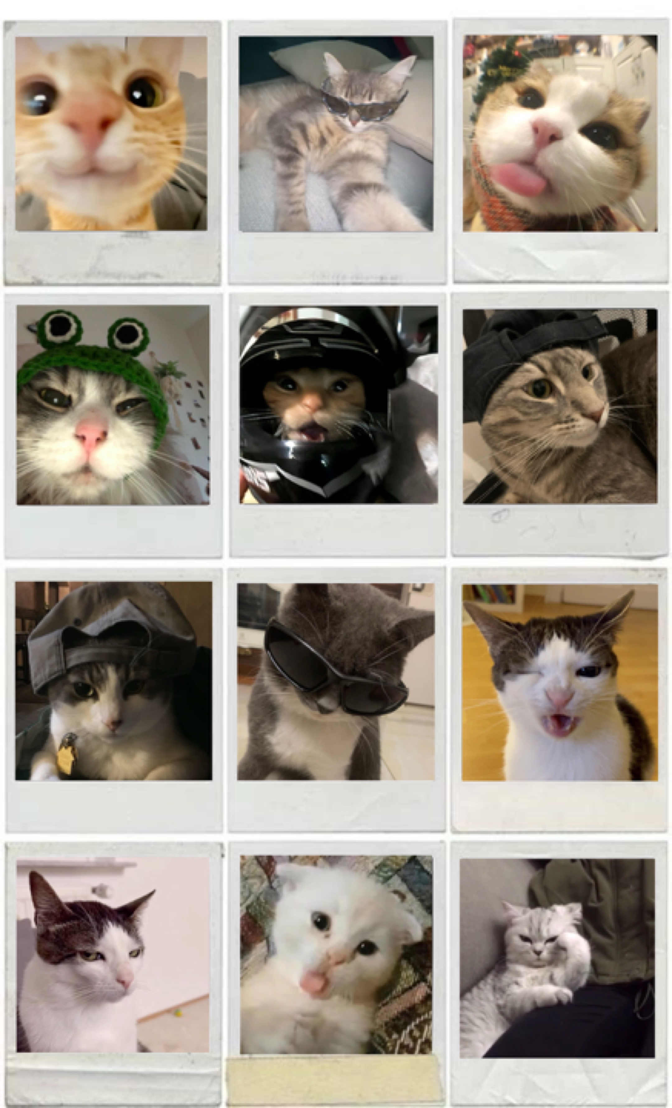 APT Meow 
