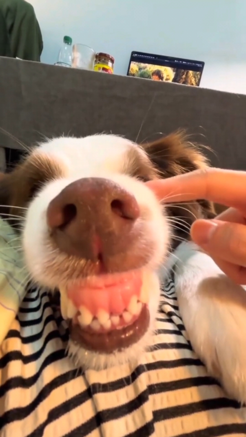 dog funny video