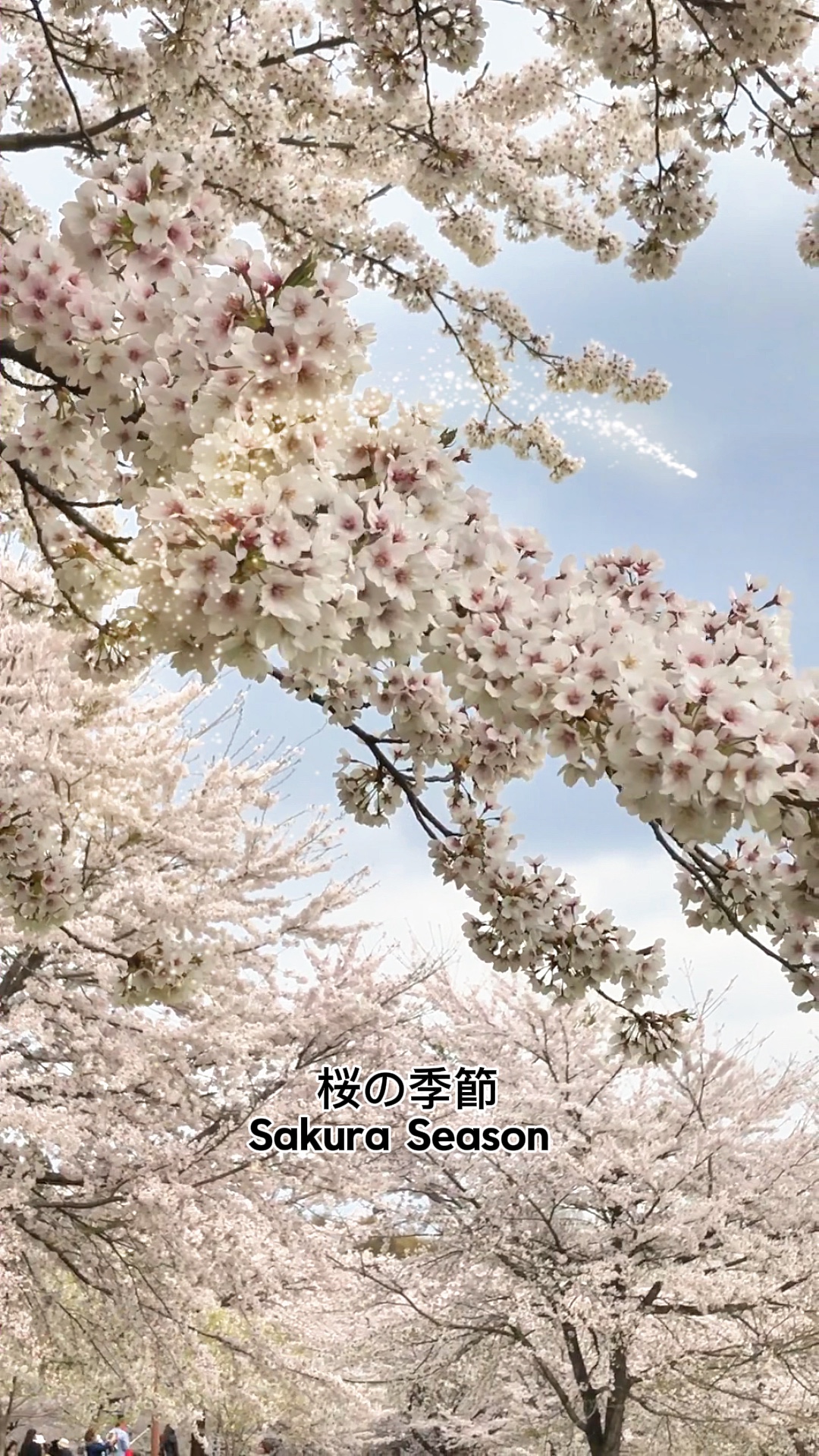 체리 블로우🌸사쿠라