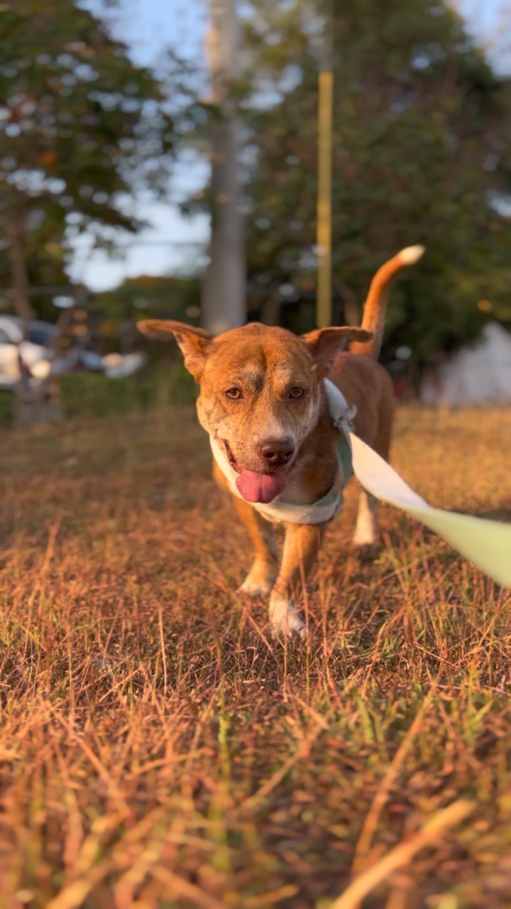 Explorando com Cachorro