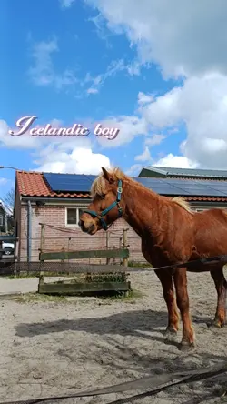 new horse