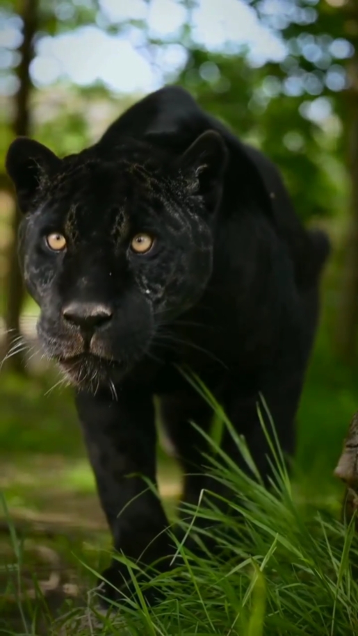 Macan kumbang