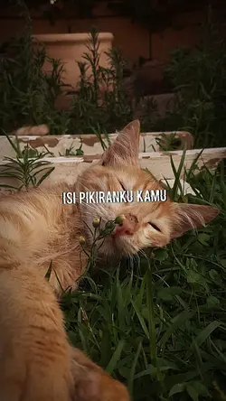 isi pikiran ku kamu
