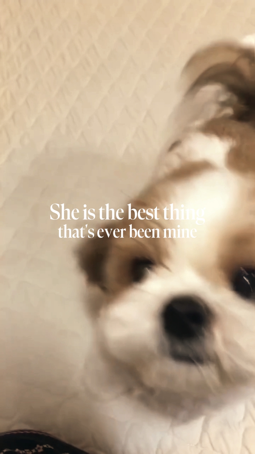 Mi perro