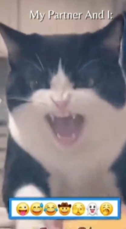 Chat drôle