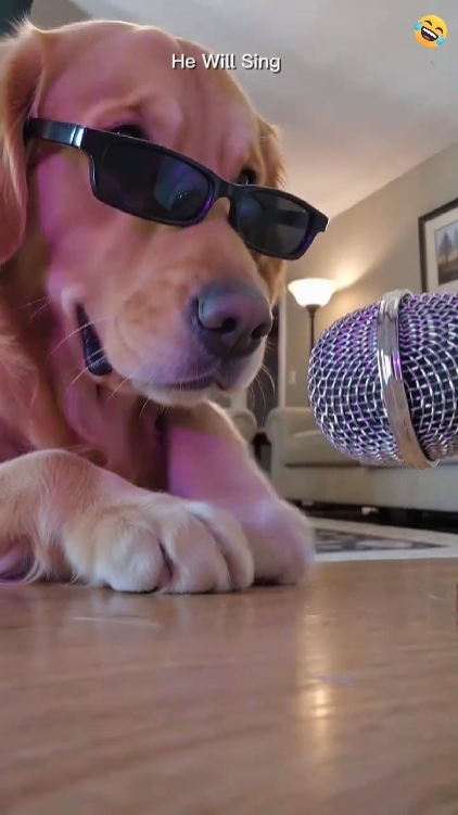 sevimli köpek 