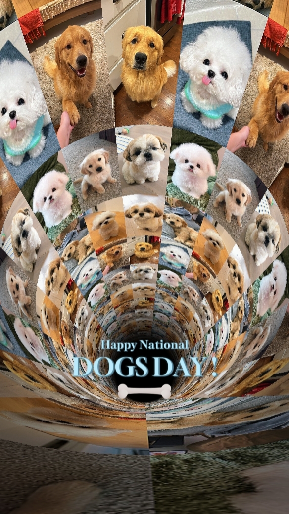 dog day