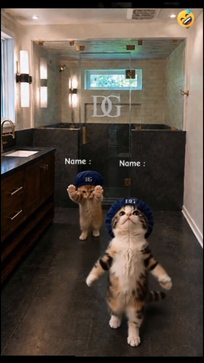 Funny Cat