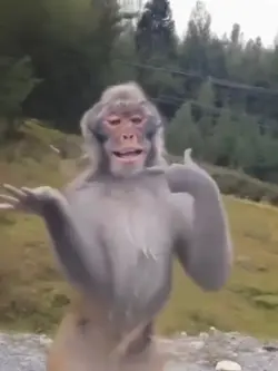 monyet joged