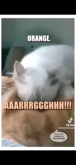 Cat memes pt.2