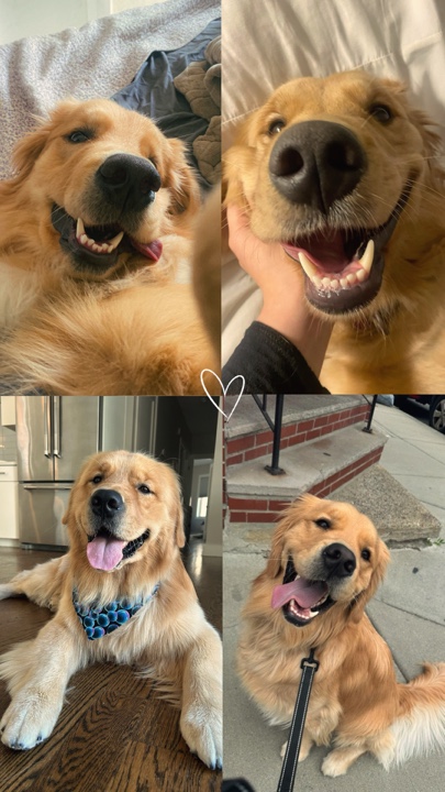 Köpek anları