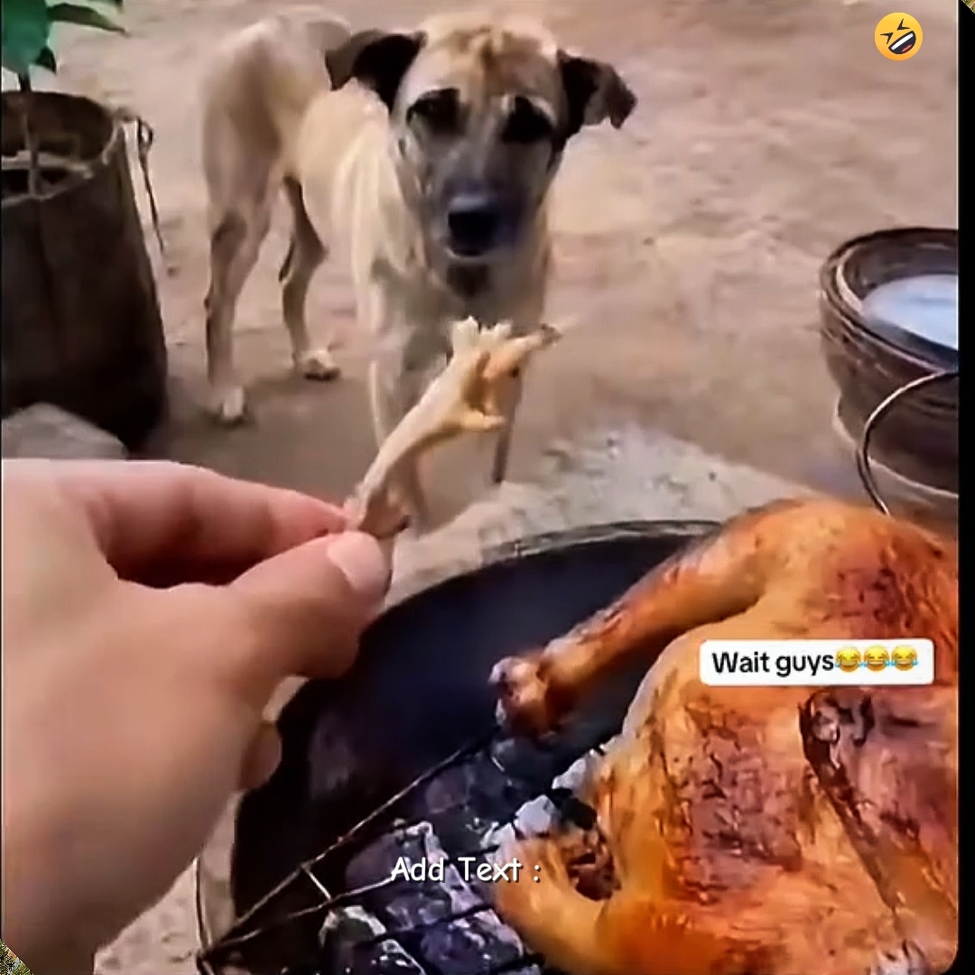 Video funny Dog
