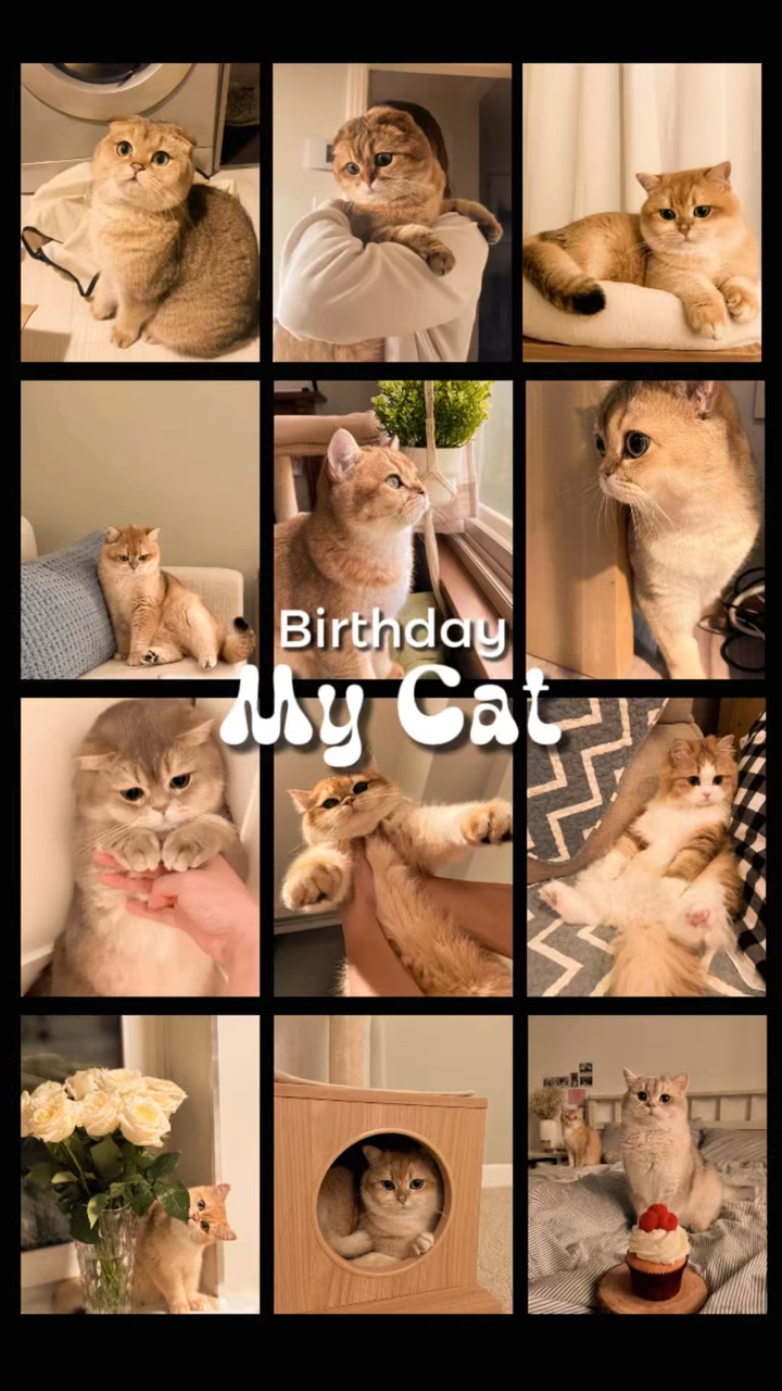 Birthday My Cat 