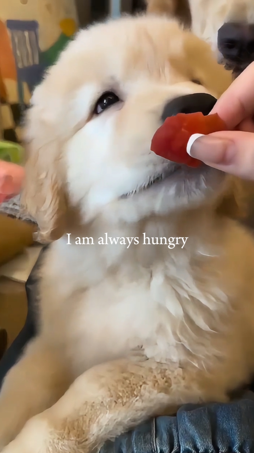 always hungry