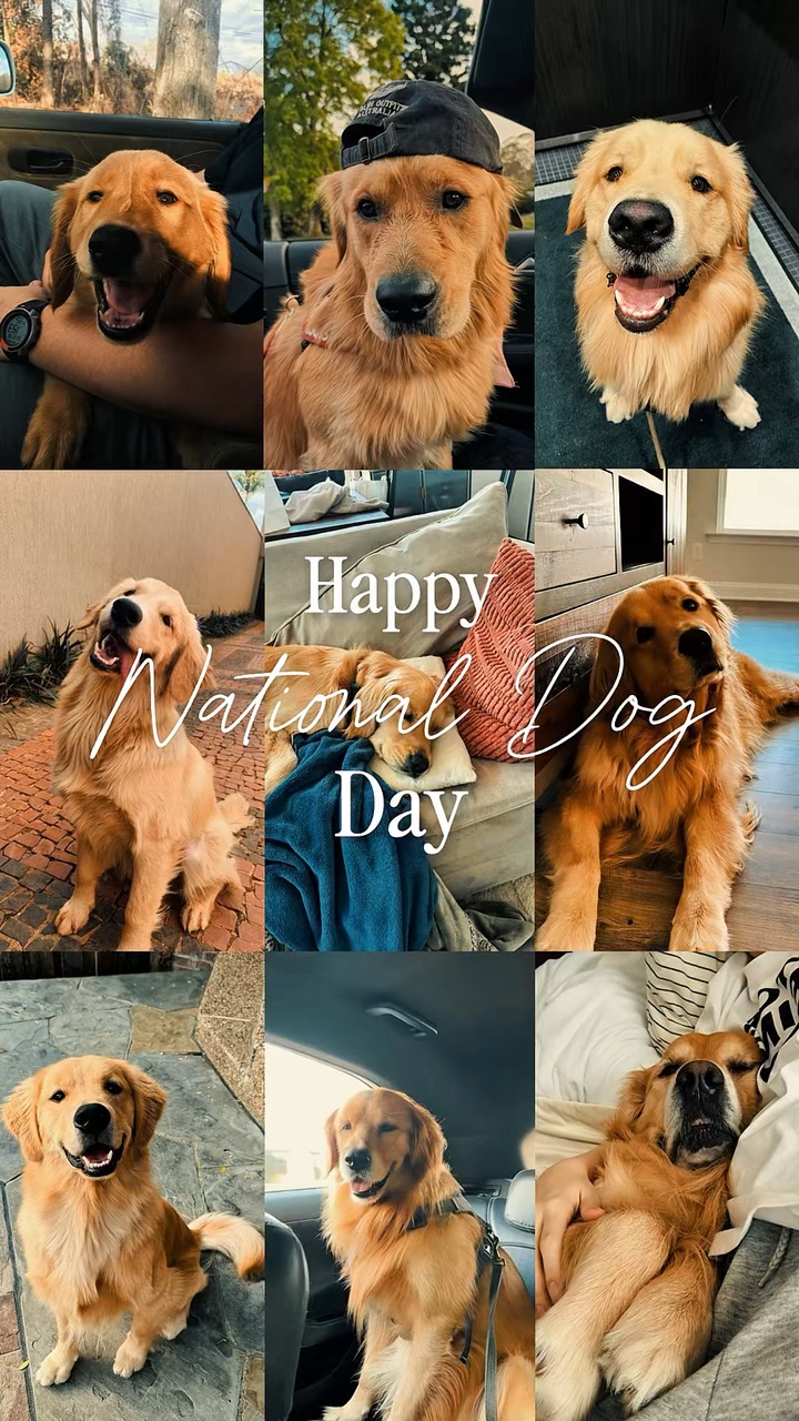 National Dog Day