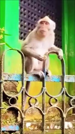 Video Lucu Kocak