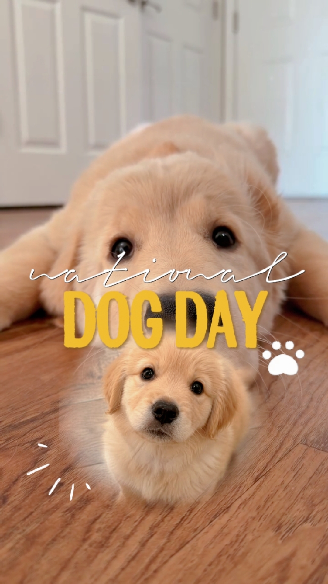 dogday [new2026]