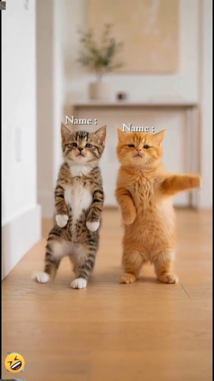 kucing lucu "