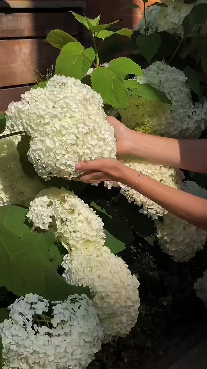 Jardinagem