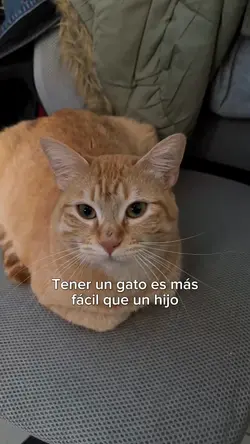 un gato es más fácil