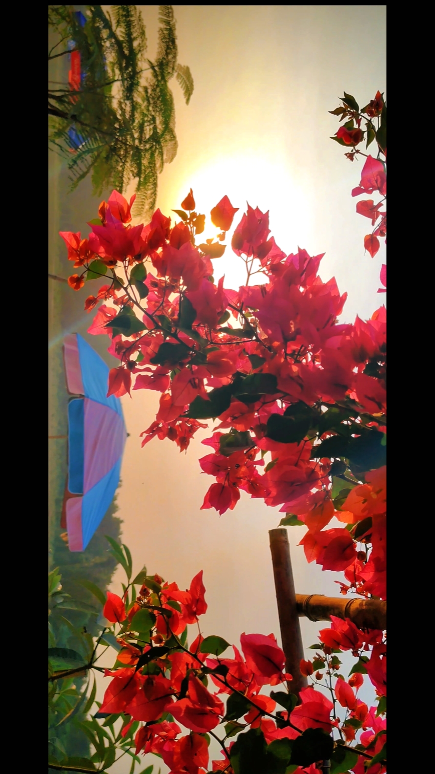 Flores cinematográficas 