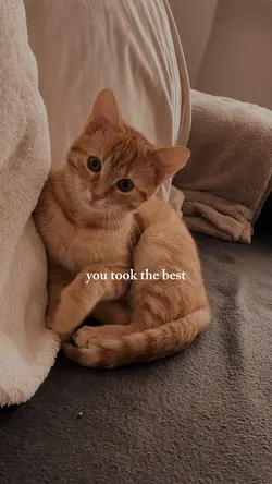 My Cat