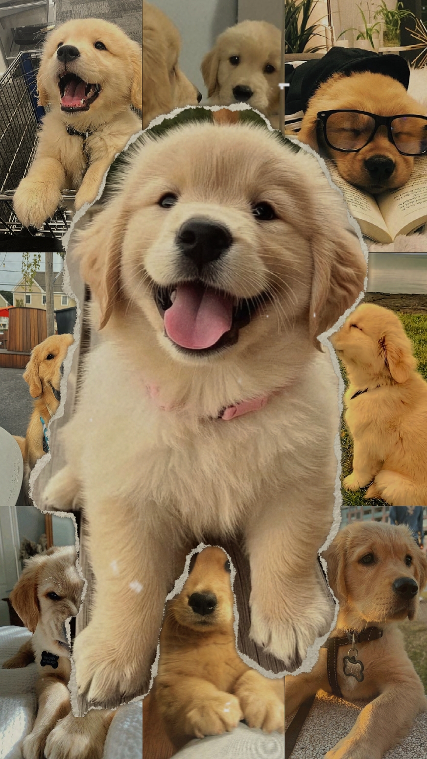 Dog Moments