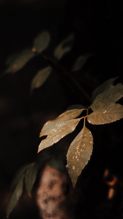 Cinematic Nature 