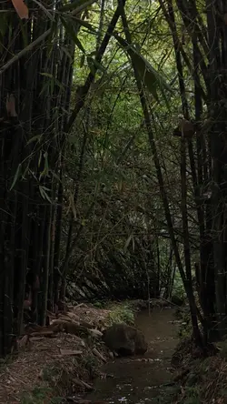 vlog ngắn