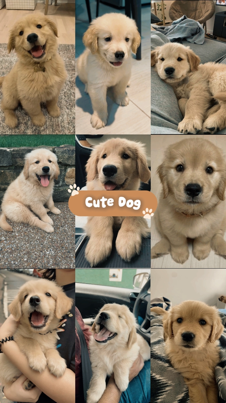 Cute Dog 9 Pics