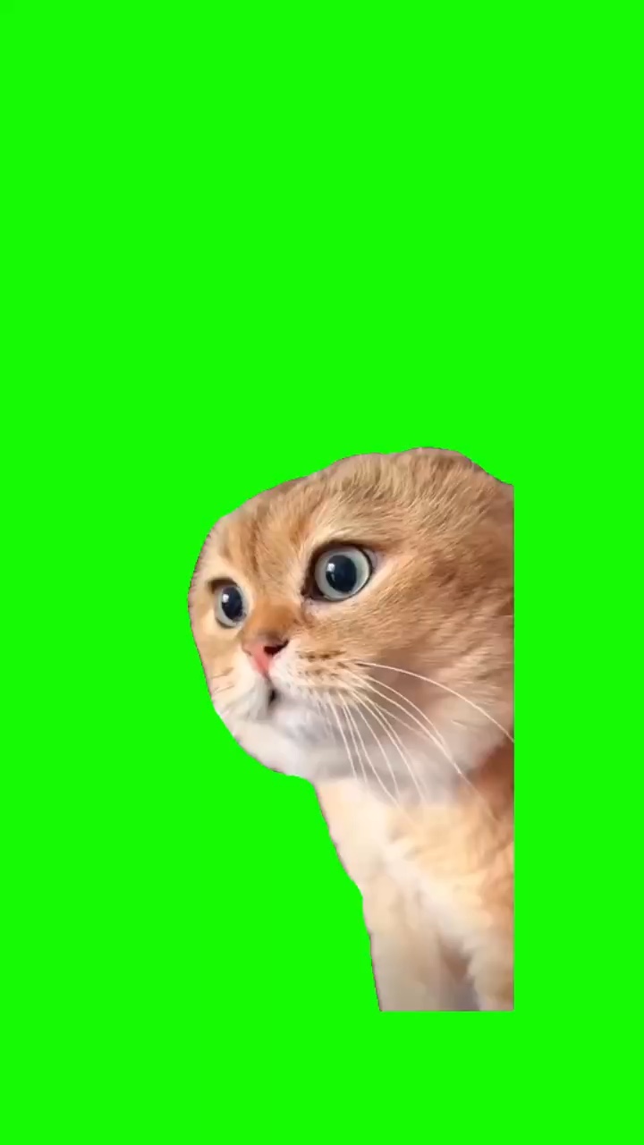 Meme De Gato Hablando