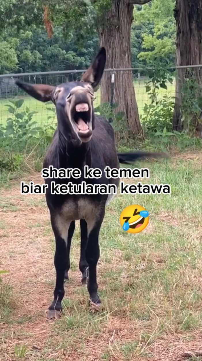 ketawanya nular