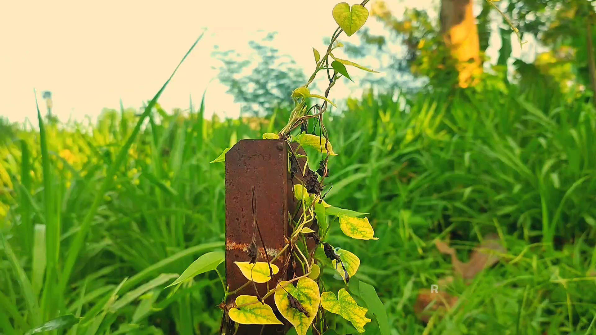 phone videography