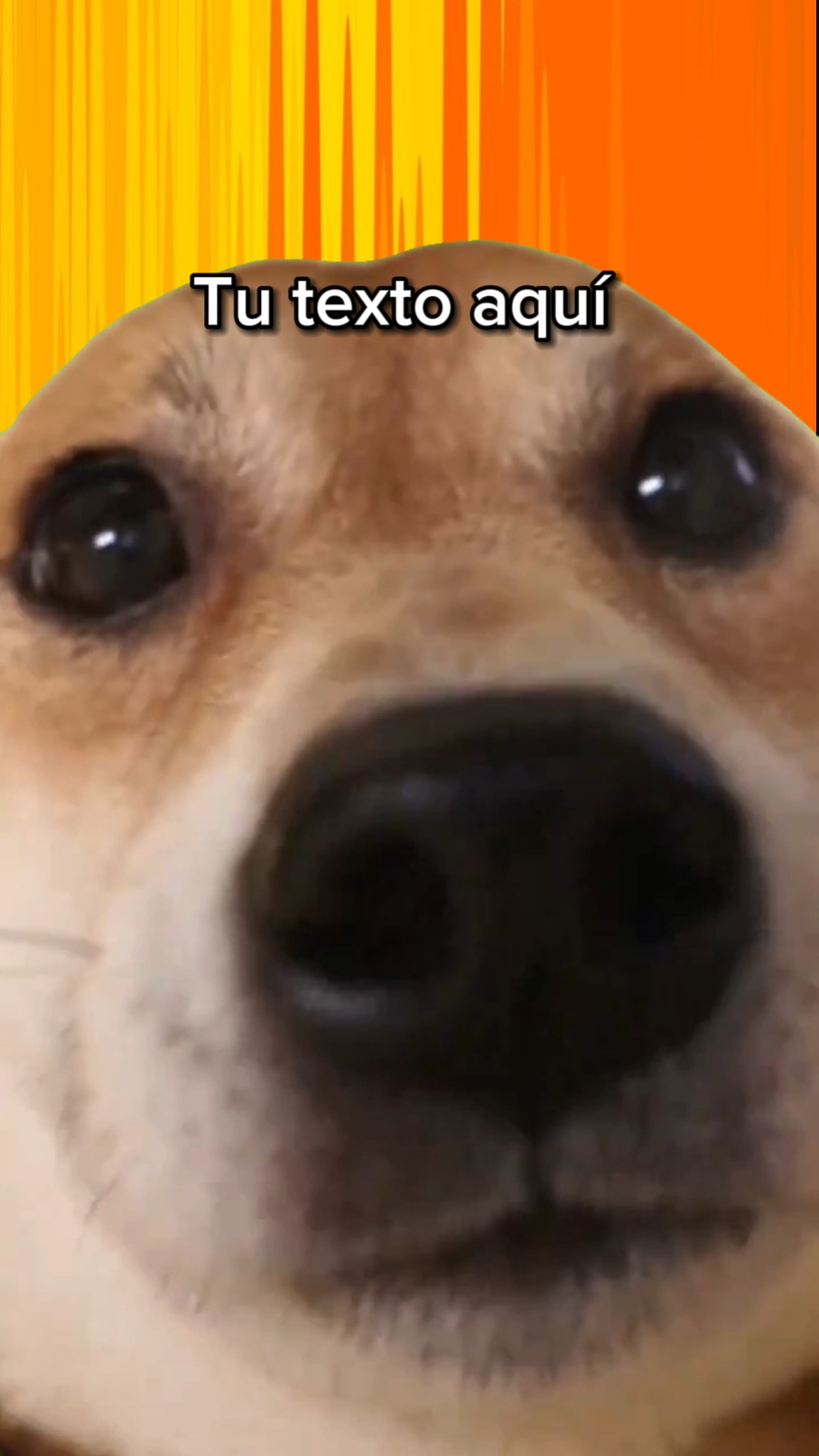 Perrito