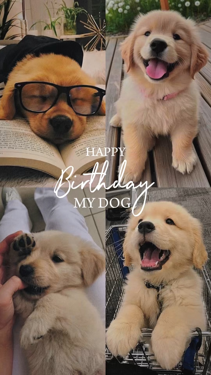 Birthday my dog 🐶 
