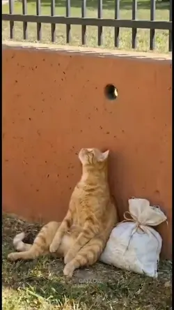 kucing ngintip 