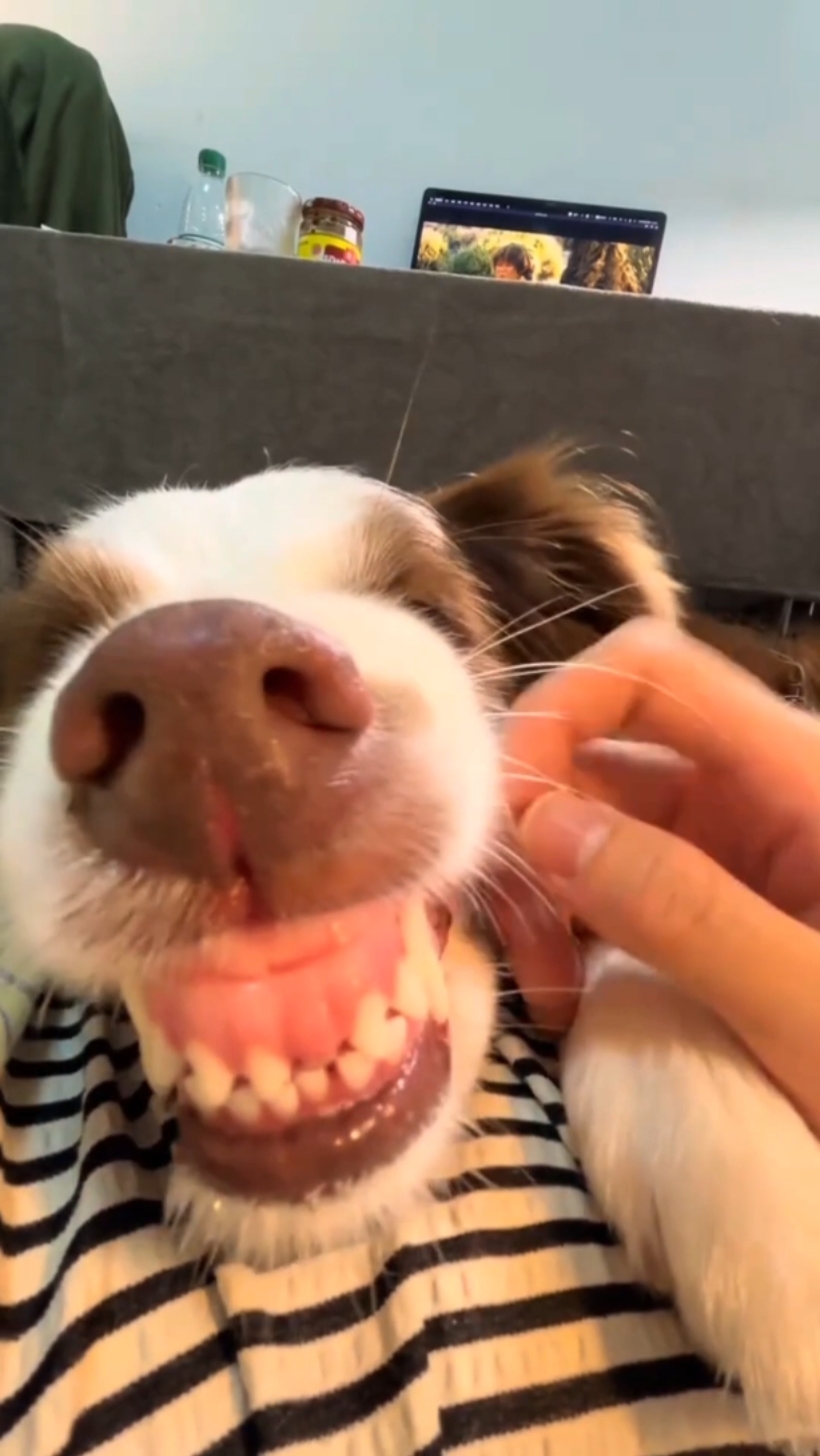 Dog funny meme