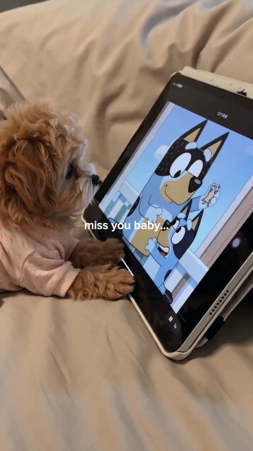 miss my dog 