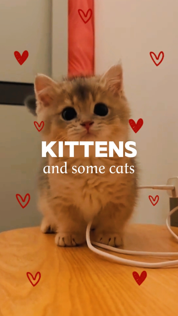 Kätzchen & einige Katzen
