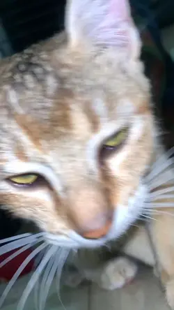sound kucing