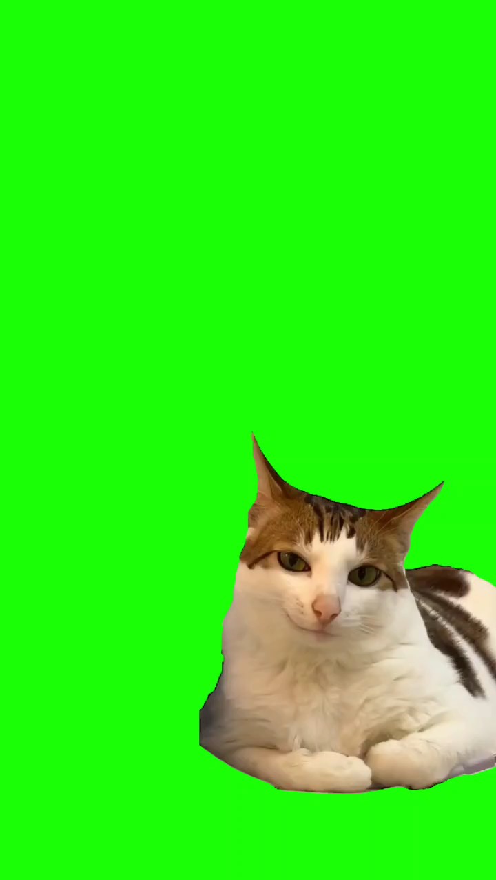 KUCING SENYUM