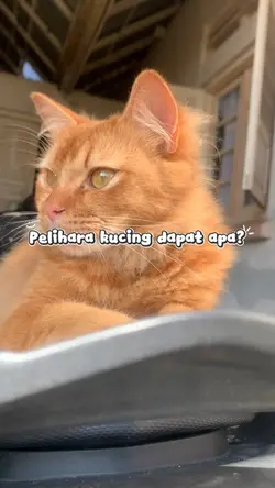 Template Kucing Lucu