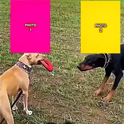 dog trend 
