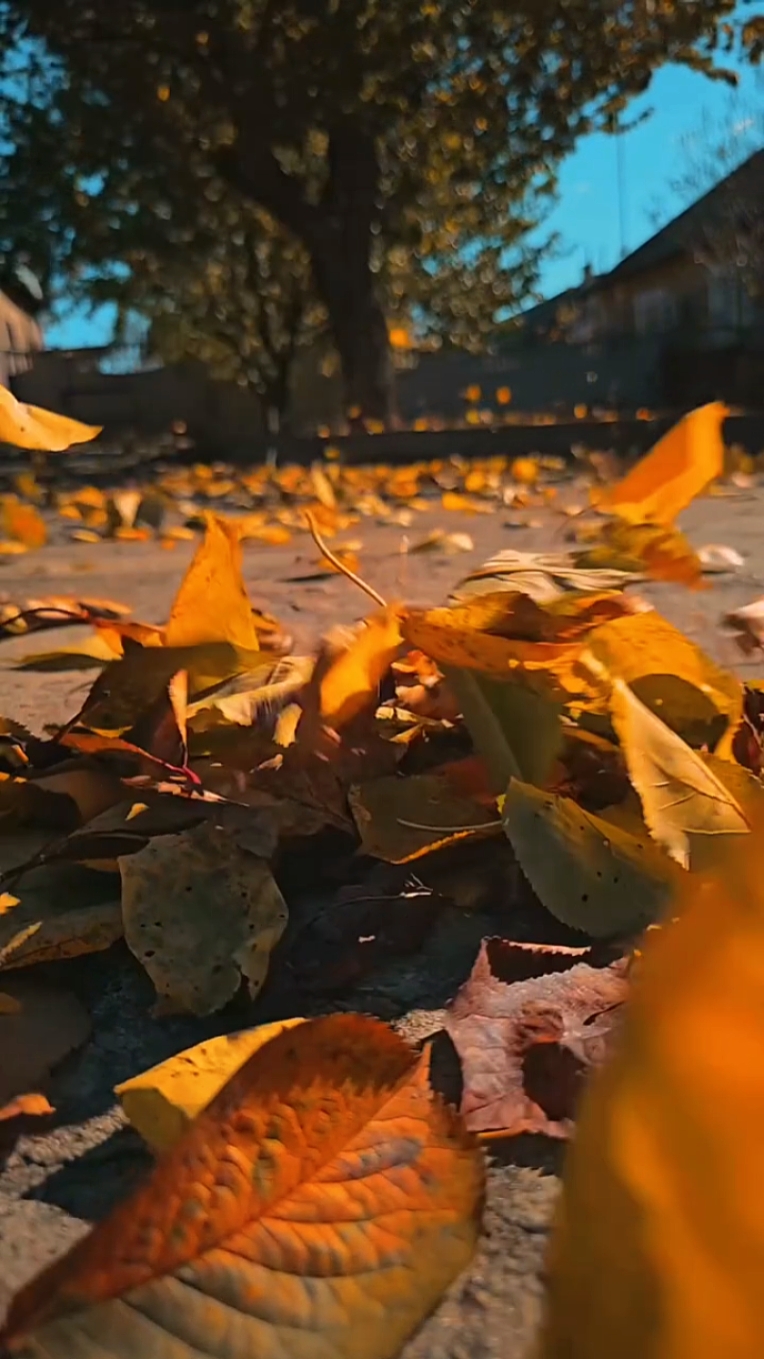 Herbst-Vlog